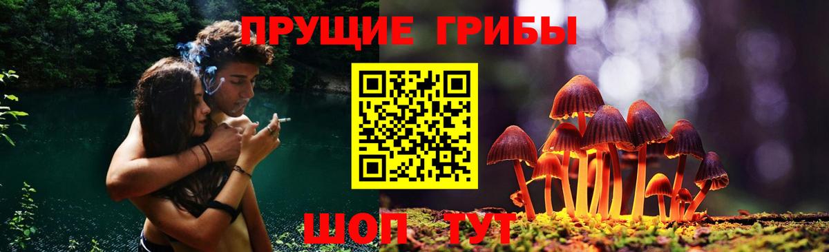 Галлюциногенные грибы Psilocybine cubensis Карпинск